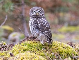 Little owl in the moss