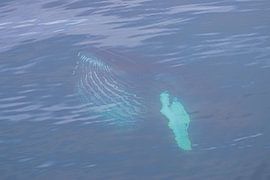 Humpback comes up by Merijn Loch