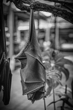 Hanging bat with wings closed in black and white colors by pixxelmixx