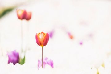 Tulpen in zachte kleuren.