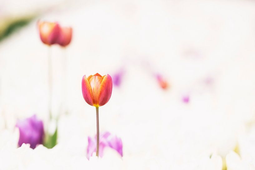 Tulips in soft colors. by Ron van der Stappen