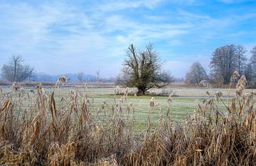Winterlandschap met een vrijstaande boom van ManfredFotos