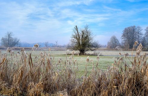 Winterlandschap met een vrijstaande boom