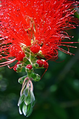 eine rote Flaschenbürstenblüte in meinem Garten