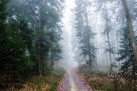 Zwarte woud in de mist II