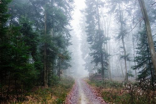 Black forest in the fog II