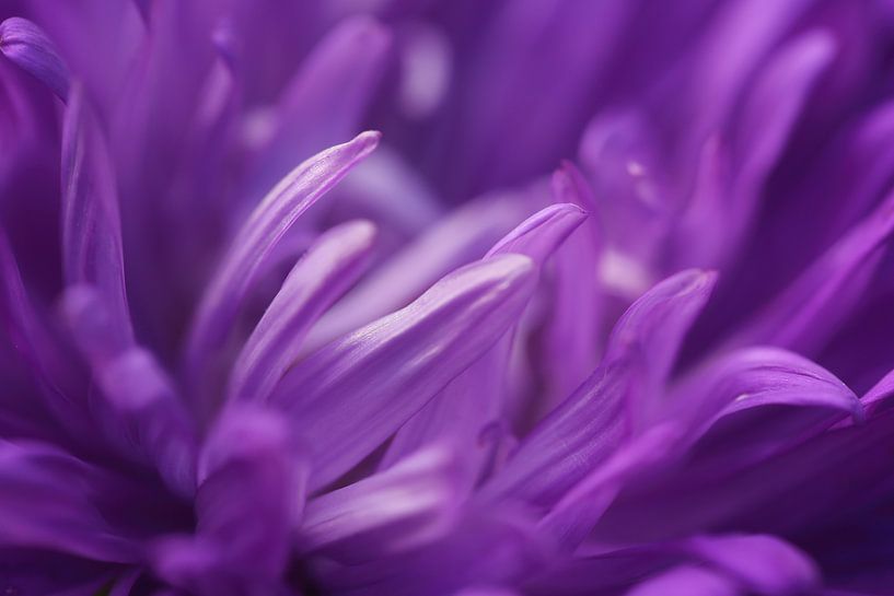 Pourpre !  par LHJB Photography
