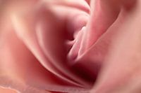 Rose petals
