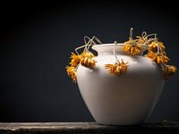 Withered yellow daisy flower in a white vase