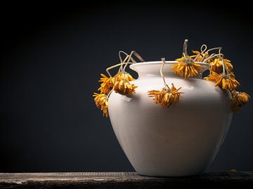 Withered yellow daisy flower in a white vase von Andreas Berheide Photography