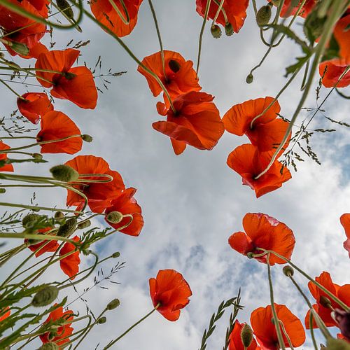 Klaprozen van onderaf gezien!