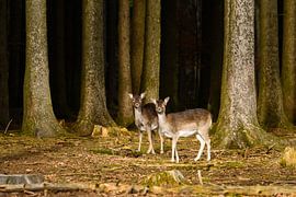 Deux curieux cerfs à l'orée de la forêt