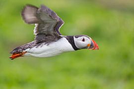 Birds - Puffin in flight on the Farne Islands