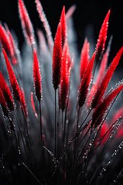 Rote Spitzen - Gräser im Morgentau