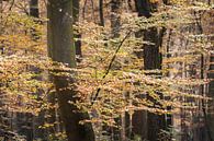 Wald mit Herbstlaub auf den Zweigen von Fotografiecor .nl Miniaturansicht