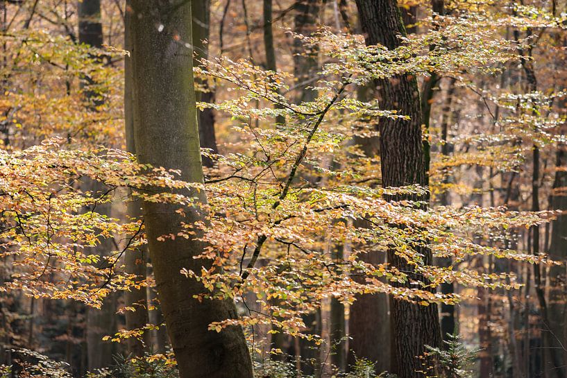 Wald mit Herbstlaub auf den Zweigen von Fotografiecor .nl