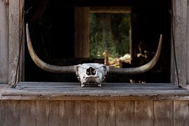 Hoorns von Jolien Oomes