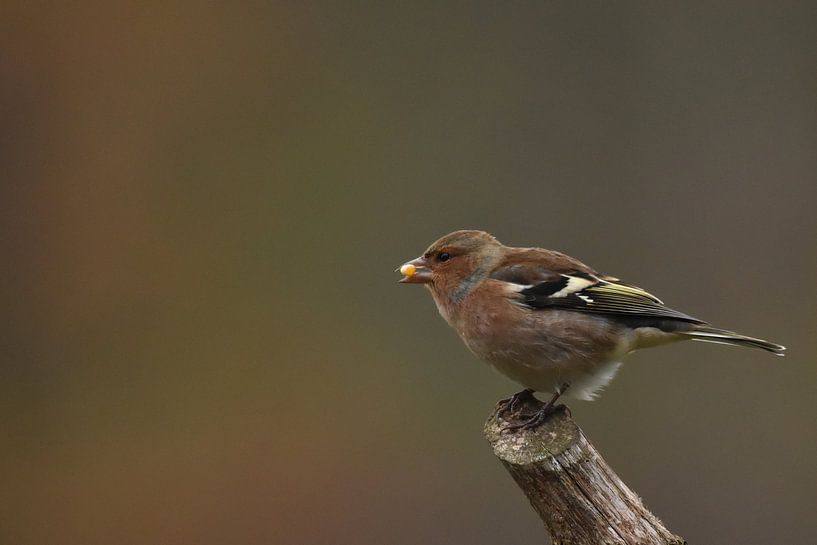 Vink etend par Sascha van Dam