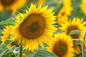 Sonnenblumen 02