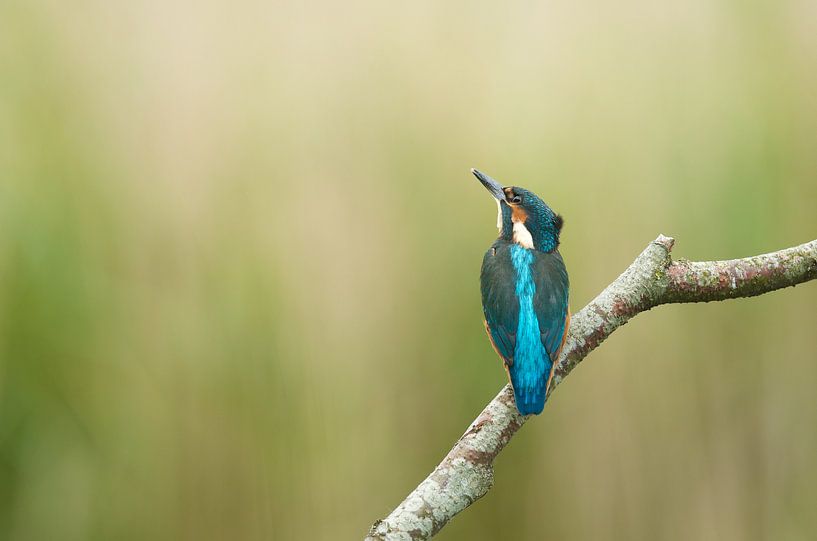 Junger Eisvogel an seinem angestammten Angelplatz von Martin Bredewold