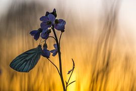 vlinder van Jan Linskens