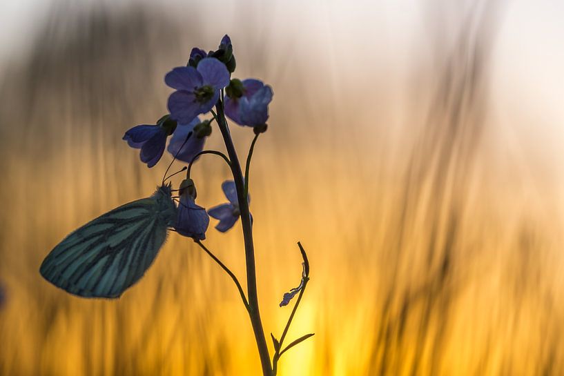 Schmetterling von Jan Linskens