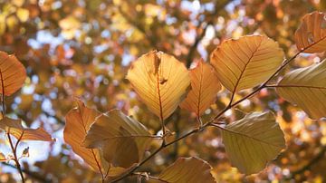 herfst bladeren van Liv Jongman