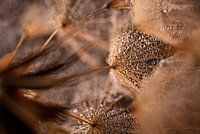 Hitze: Ein Blick ins Innere der goldenen Tragopogon