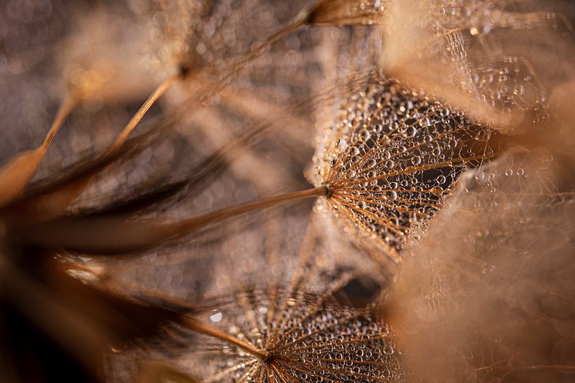 Warmth: A view from inside the golden Tragopogon by Marjolijn van den Berg