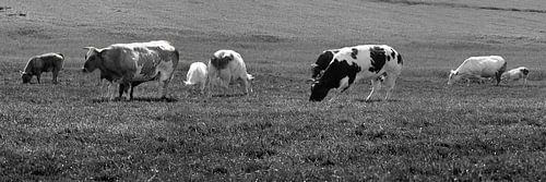 Koeien in Weiland Lisse Nederland Zwart-Wit