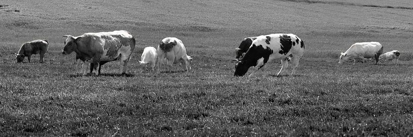 Koeien in Weiland Lisse Nederland Zwart-Wit van Hendrik-Jan Kornelis