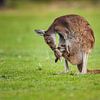 Kangoeroe verzorgd jong in haar buidel van Chris Stenger