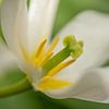 Tulipe blanche, avec étamines et pistil, vue sur Wendy van Kuler Fotografie