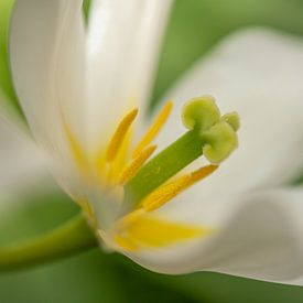 Inkijkje in witte tulp, met dikke helmdraden en stamper van Wendy van Kuler Fotografie