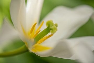 White tulip, with stamens and pistil, view by Wendy van Kuler