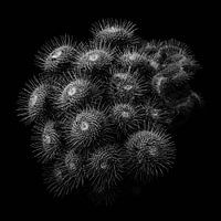 De cactus