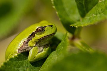 Sympathique grenouille arboricole sur Stephan Krabbendam