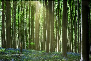 Hallerbos Belgien April 2025