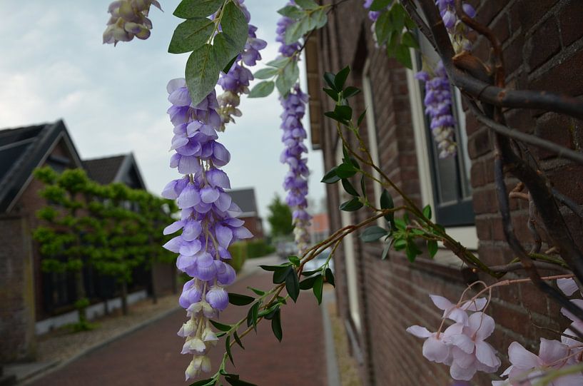 Flowers on the road by JessevH Foto's
