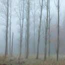 Bomen in de mist. van Dion de Bakker thumbnail