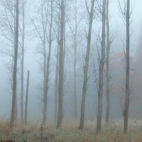 Bomen in de mist. van Dion de Bakker