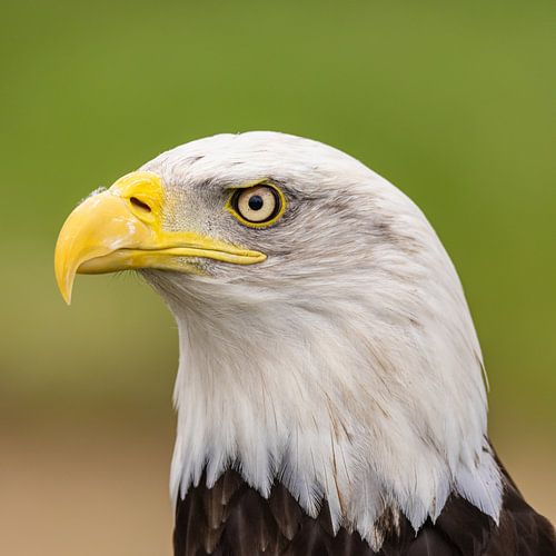 Bald Eagle, Amerikaanse Zeearend.