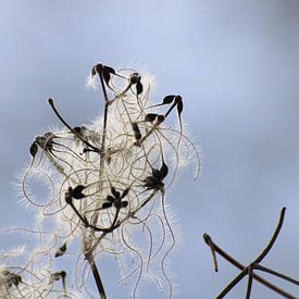 Fijne draden van Verena Mahrhofer