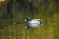 Duck swimming van Henk de Boer thumbnail