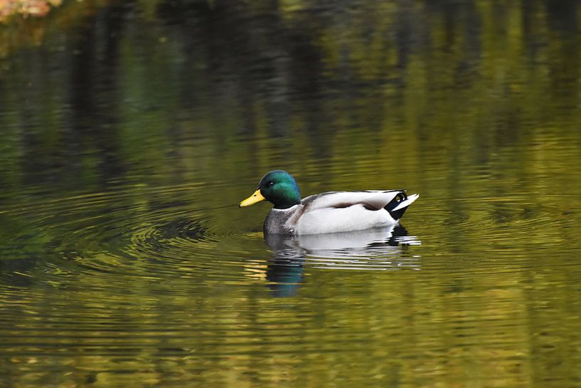 Duck swimming van Henk de Boer