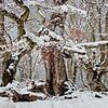 Winter im Märchenwald von Jürgen Schmittdiel Photography