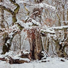 Winter im Märchenwald von Jürgen Schmittdiel Photography