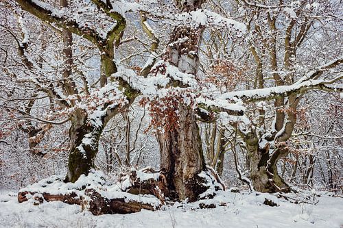 Winter in het sprookjesbos