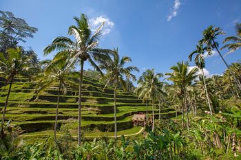 Terrasses de riz à Tegallalang. Ubud, Bali, Indonésie