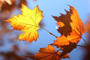 The Yellow Leaf van Cornelis (Cees) Cornelissen